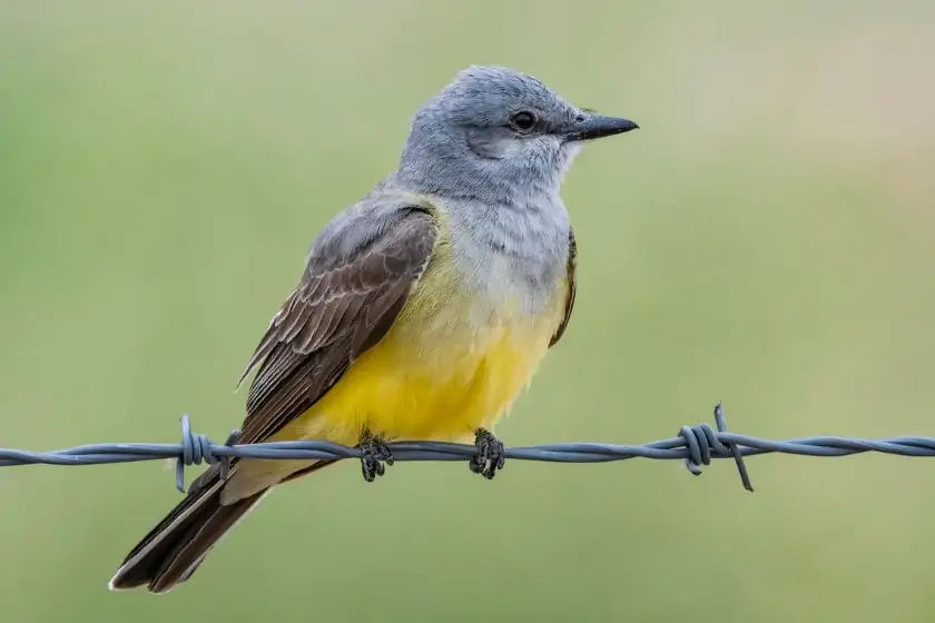 Western Kingbird (Tyrannus verticalis)