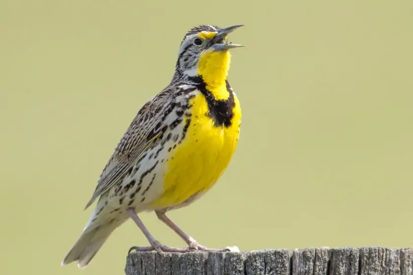 Western Meadowlark (Sturnella neglecta)