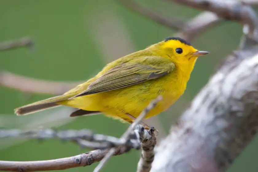 Wilson’s Warbler (Cardellina pusilla)