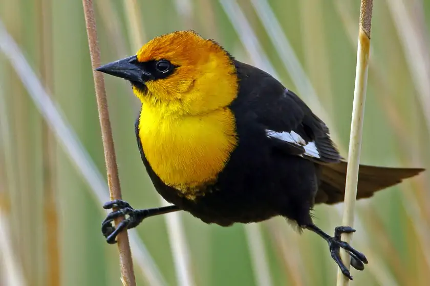 Yellow-Headed Blackbird (Xanthocephalus xanthocephalus)
