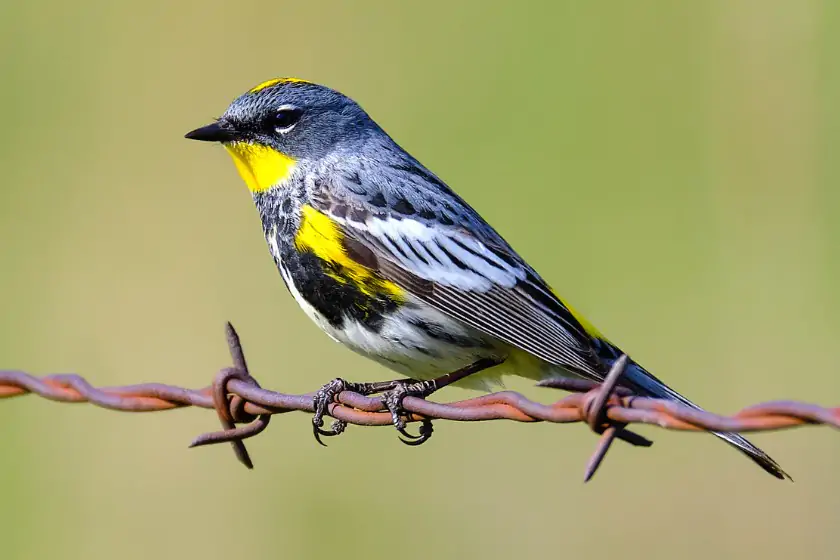 Yellow-Rumped Warbler (Setophaga coronata)