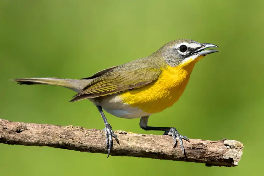 Yellow-breasted Chat (Icteria virens)