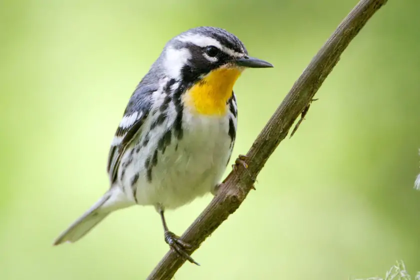 Yellow-throated Warbler (Setophaga dominica)