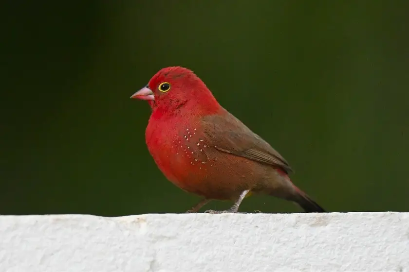 Red-billed Firefinch Scientific Name_ Lagonosticta senegala