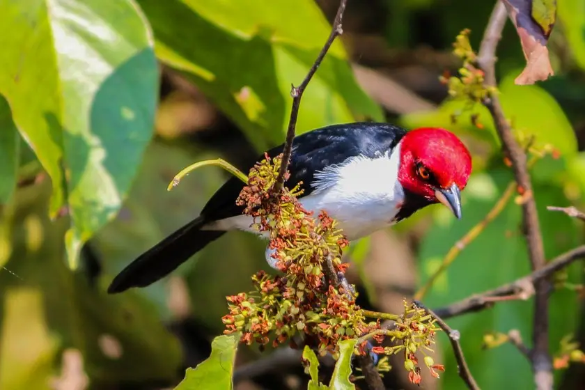 Red-capped Cardinal (Paroaria gularis)