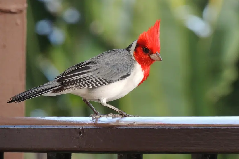 Red-crested Cardinal (Paroaria coronata)