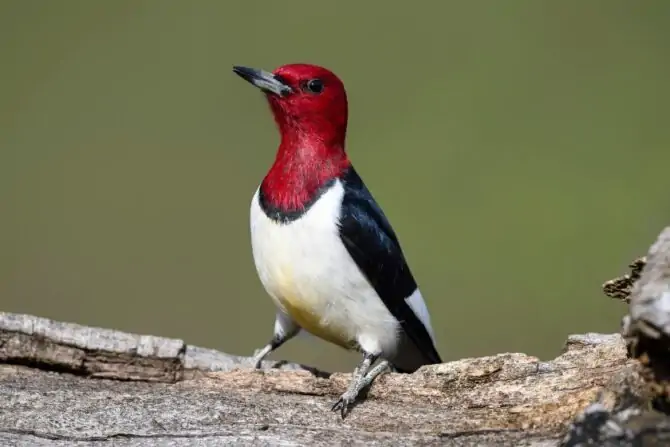 Red-headed Woodpecker (Melanerpes erythrocephalus)