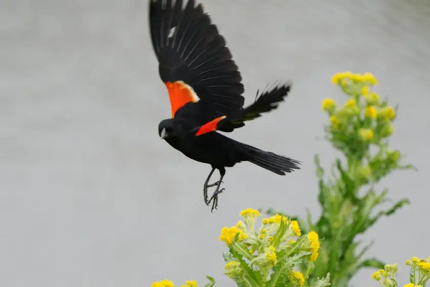 Red-winged Blackbird (Agelaius phoeniceus)