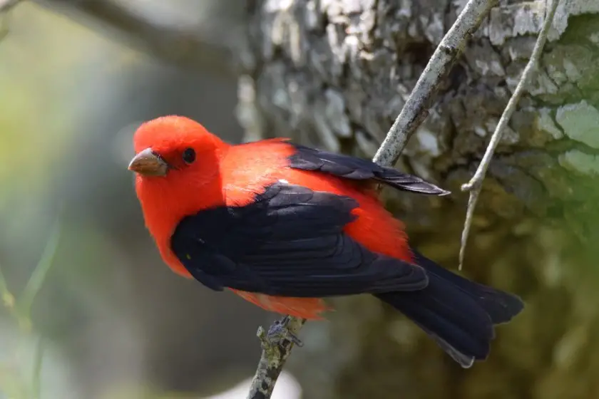 Scarlet Tanager (Piranga olivacea)