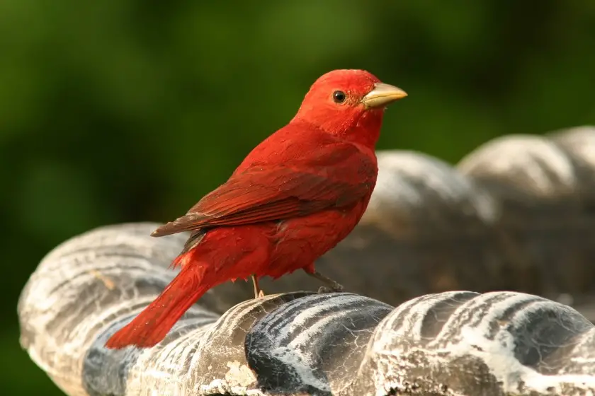 Summer Tanager (Piranga rubra)