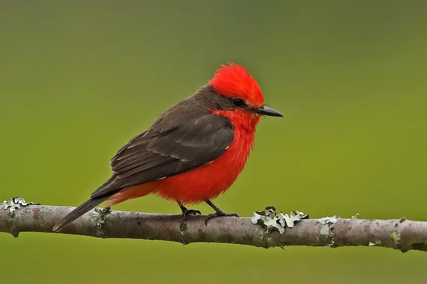 Vermilion Flycatcher (Pyrocephalus rubinus)