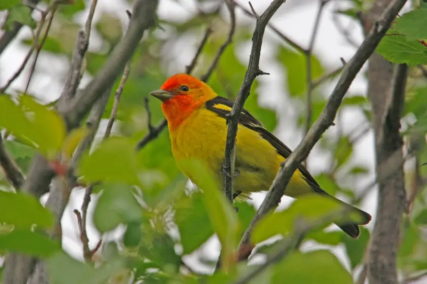 Western Tanager (Piranga ludoviciana)